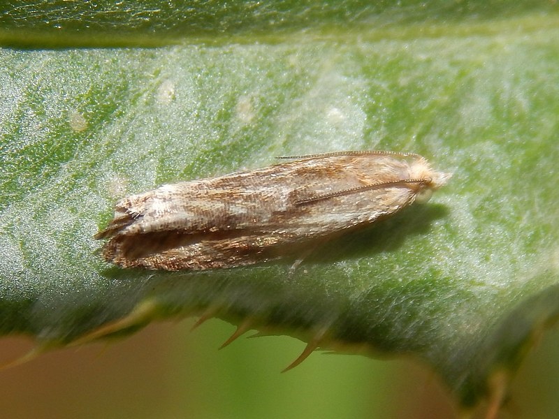 Microlepidottro da ID